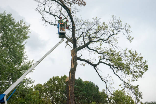 Best Tree Mulching  in West Burlington, IA
