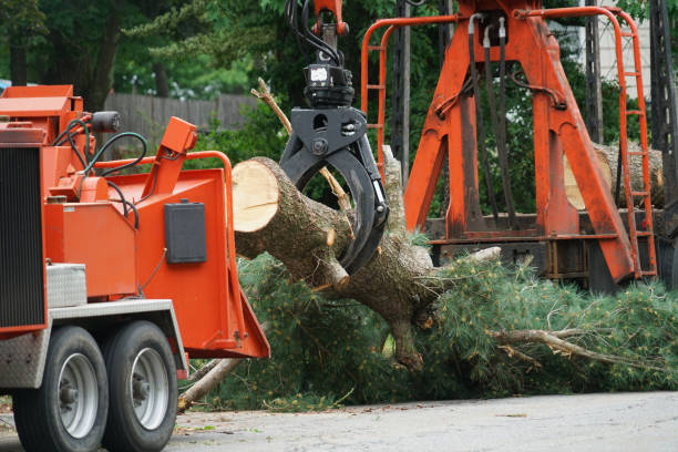 Best Emergency Tree Removal  in West Burlington, IA