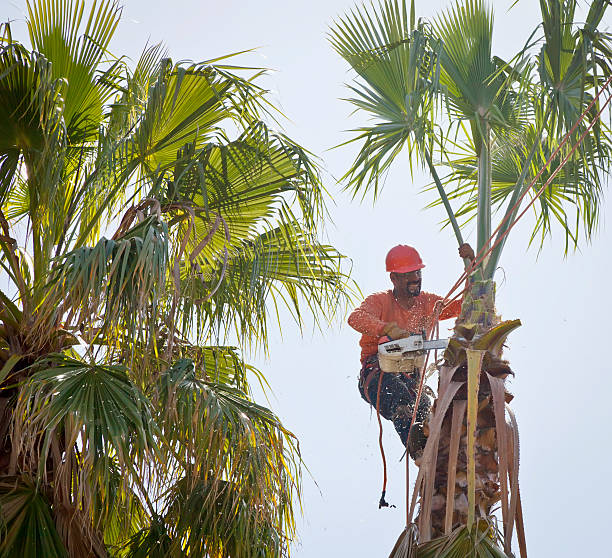 Reliable West Burlington, IA Tree Services Solutions