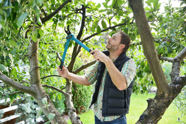 Best Tree Risk Assessment  in West Burlington, IA
